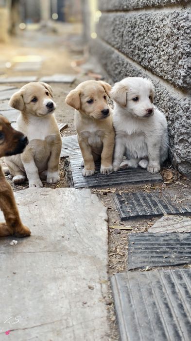 Продам щенков дворняшки звоночки