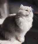 Persan Chinchilla