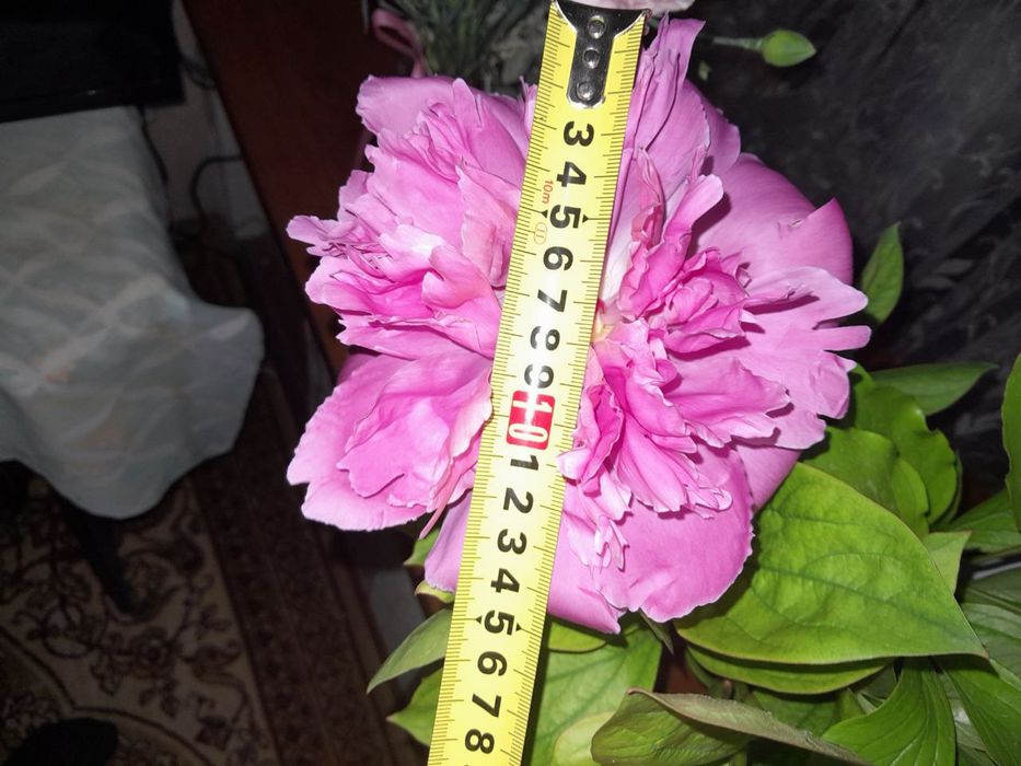 Продаю Кусты Пионов