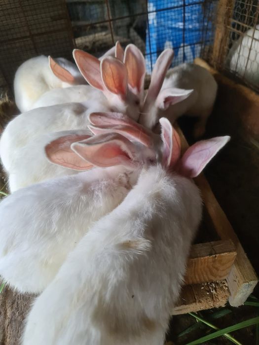 Iepuri hicole 6 luni