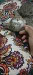 котёнок 1-1.5 месяца