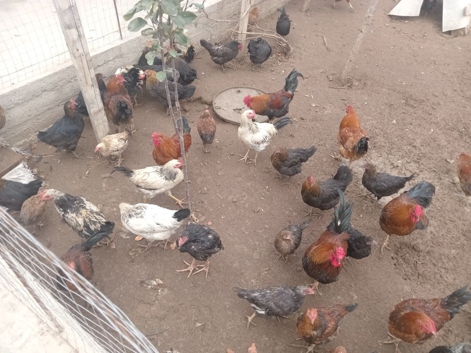 Тауық Атештер сатылады келип  таңдап алаңдар болады колдын тауық тары.