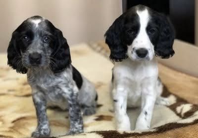 Срочно продается щенок русский спаниела