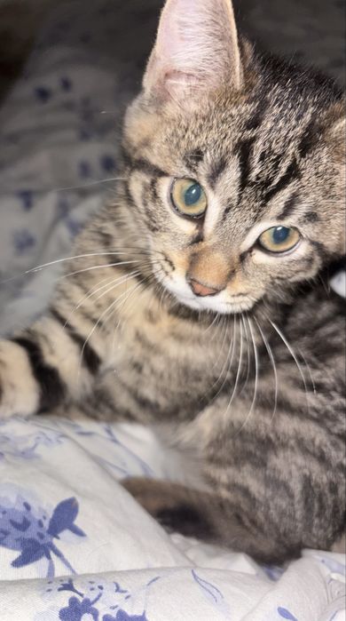 Отдам котенка в хорошие руки