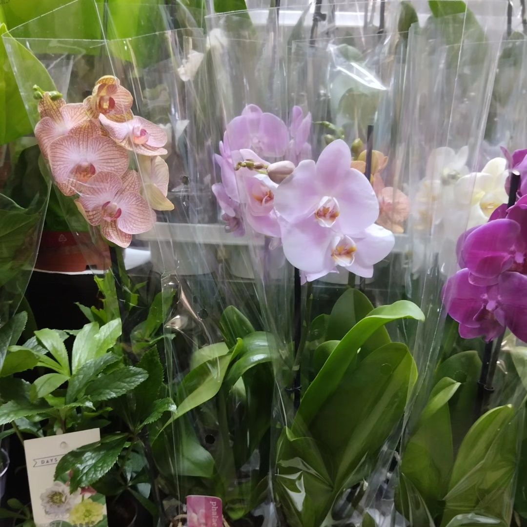 Орхидеи фалинопсис