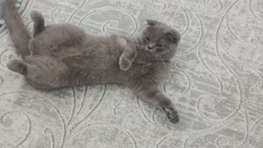 Продаётся скотиш-фолд (вислоухая) кошка. Возраст: 1,4 месяцев. Окрас: