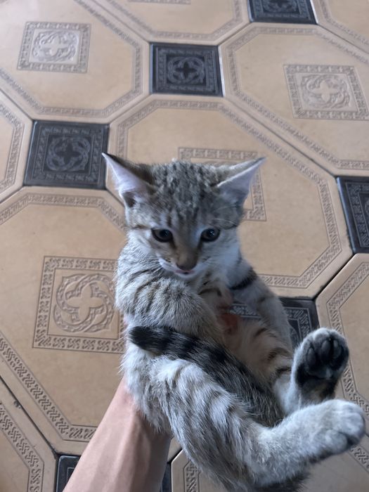 Котенок в добрые руки