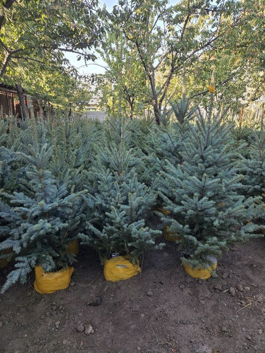 Sifatli goluboy yel bor