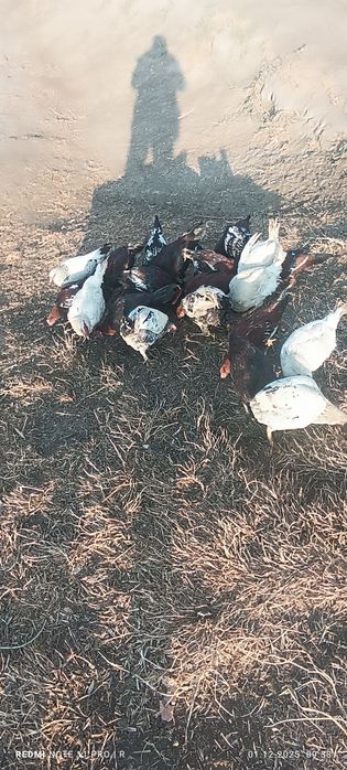 Хўроз ва товуқлар сотилади