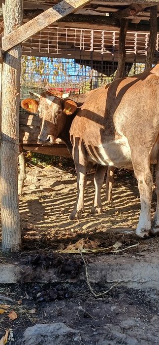 Vând vacă holstein