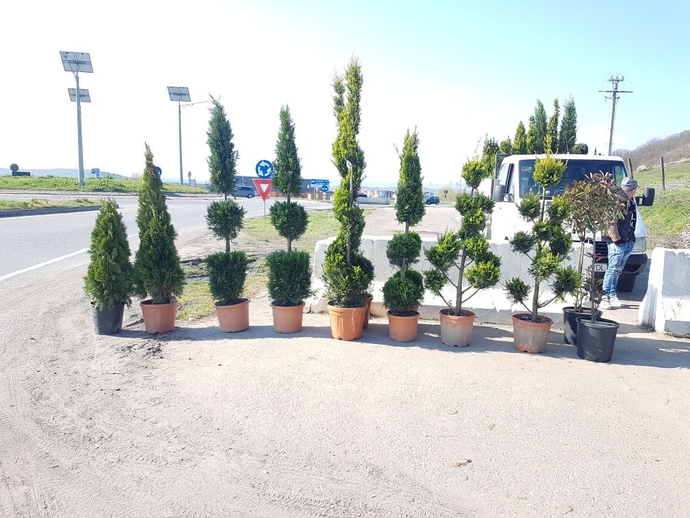 Plante ornamentale  Tuia mesteacăn tei mirositor