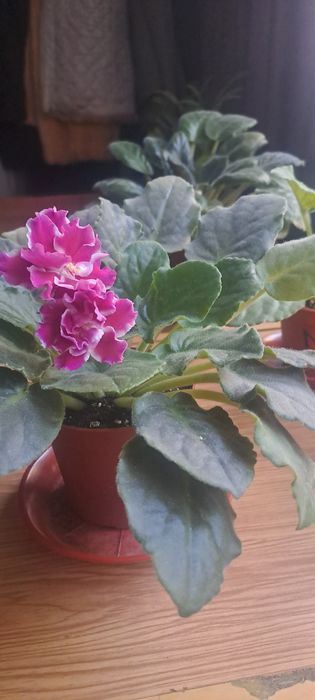 Продажа фиалок 1