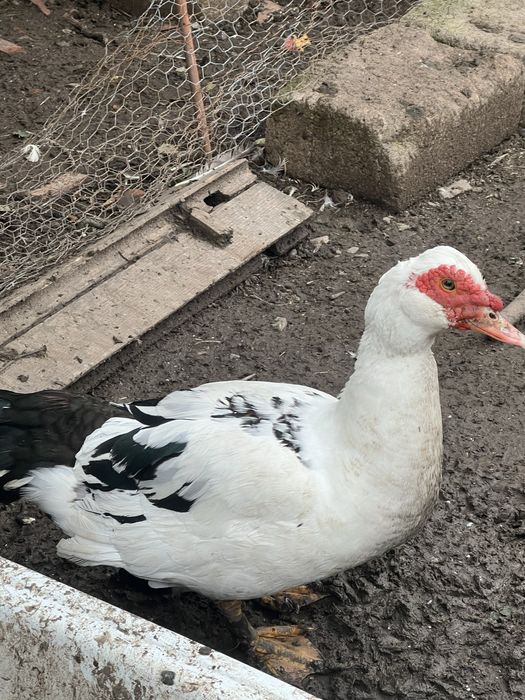 Ratoi si cocosi de vanzare