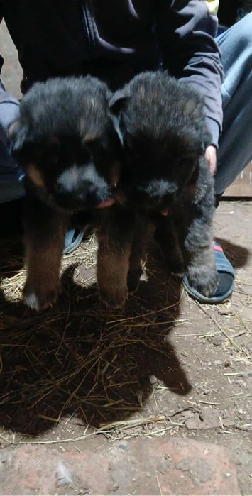 Продавам немски овчарки – 1-месечни