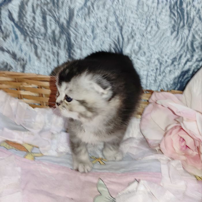 Продается шикарный котенок мальчик серебристая г