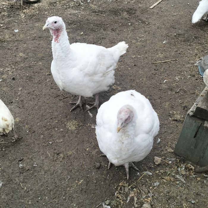 Продам домашних индюков  три тысячи за кг