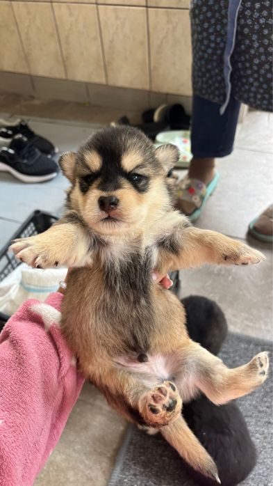 Adoptat Catelusi Tata Husky