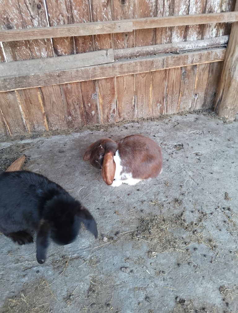 URGENT French Lop
