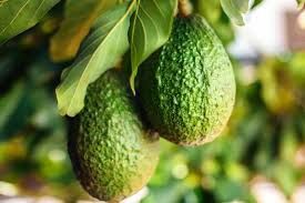 Avocado aclimatizat