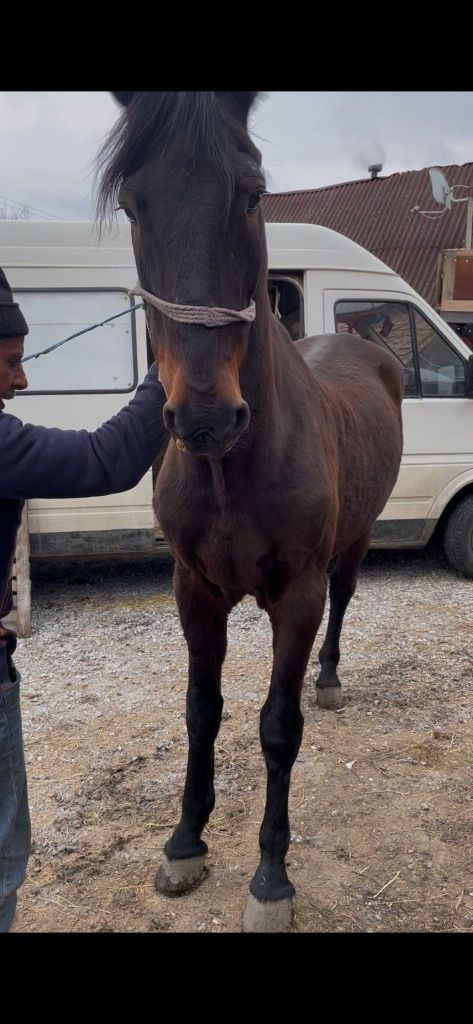 Vând urgent cal garantat