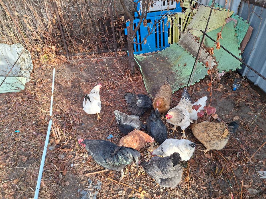 Продам курей 11 курей 2 питуха