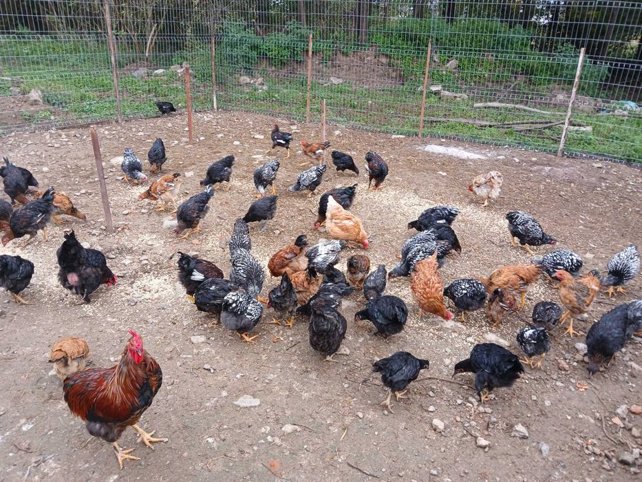 Pui de gaina Wyandotte,Australop și de oua verzi