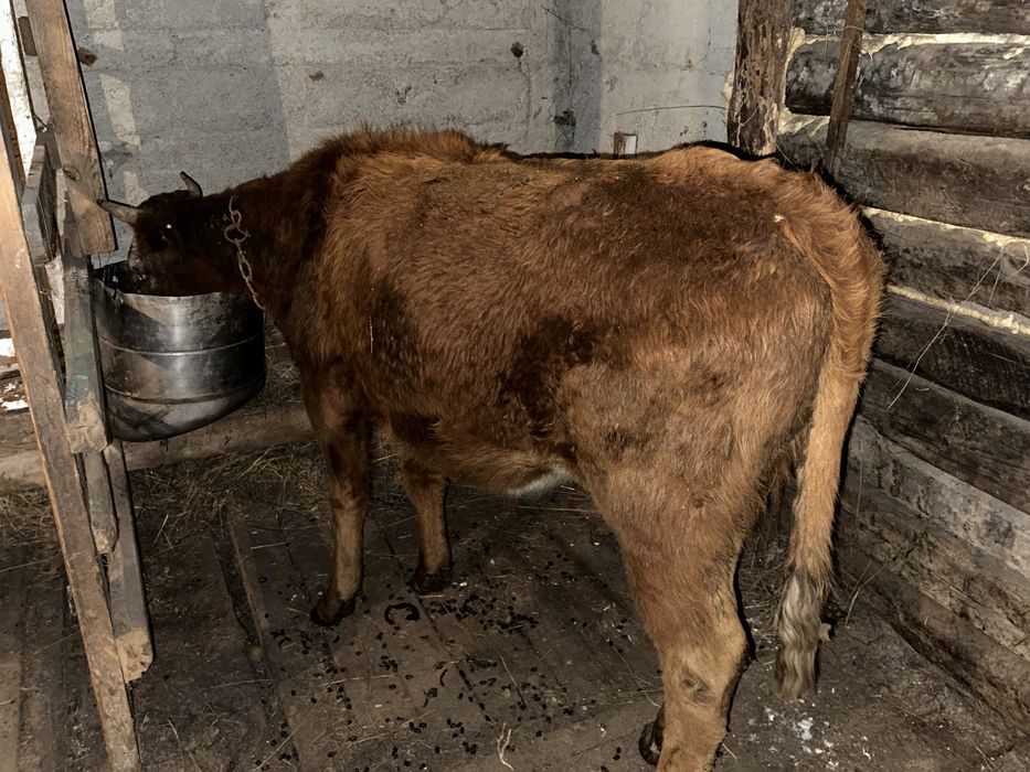 Продам соғым баға келсиммен