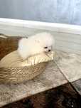 Pomeranian baietel