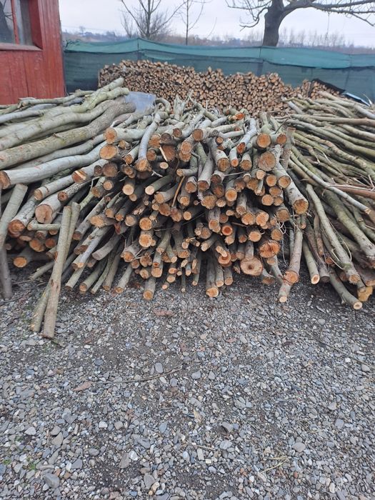 Vând lemne de esență tărie lozie