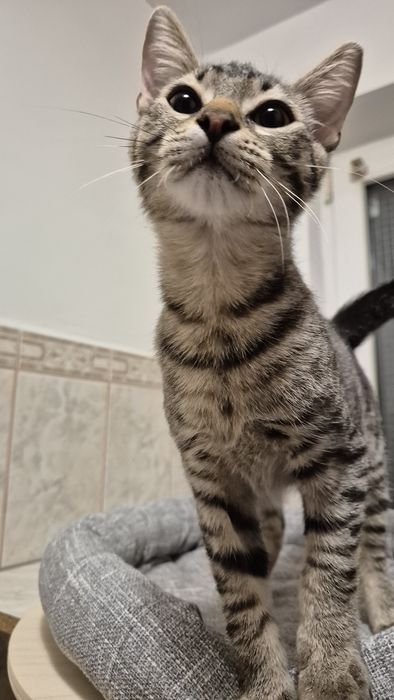 Pisica pui cauta ACASA