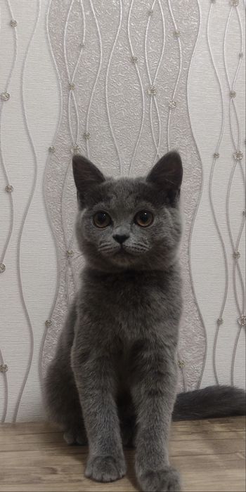 Mushuk  келишамиз