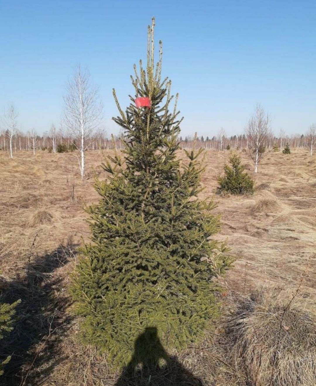 Продам саженцы сибирской ели