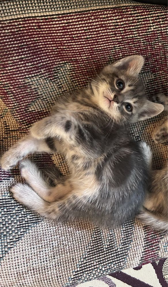 Котенок бесплатно