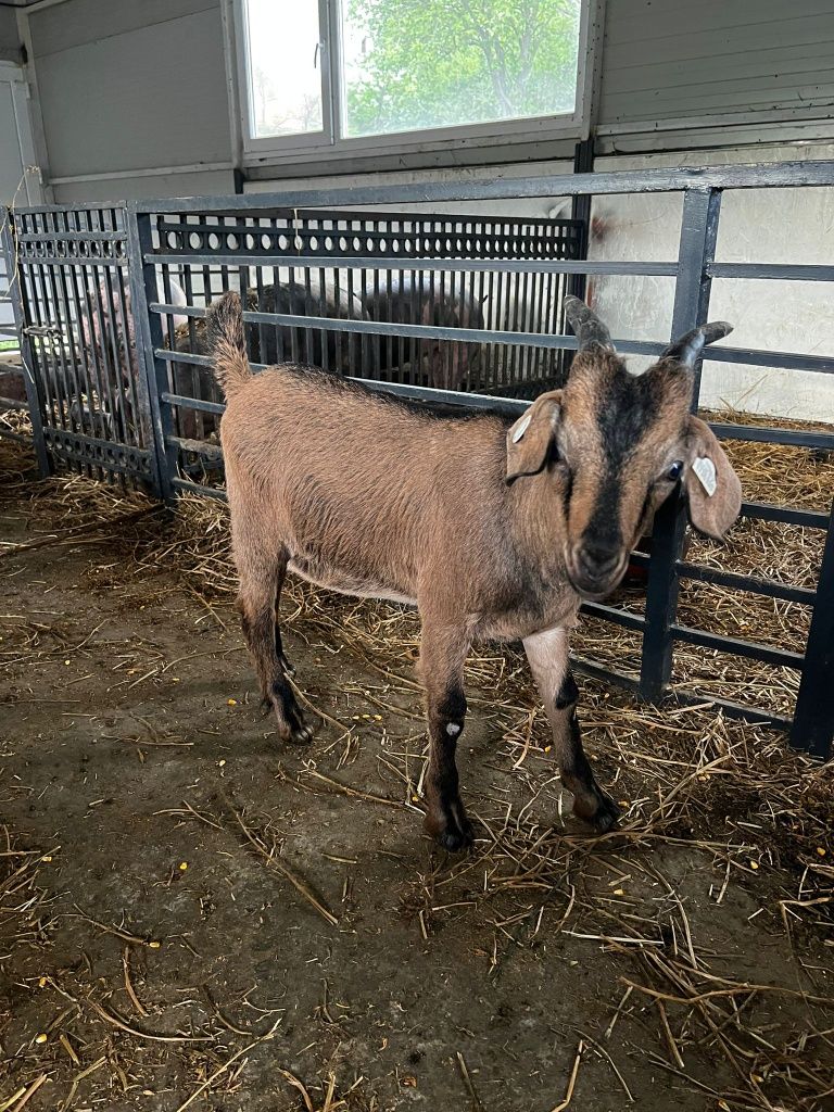 Vând țap de anul acesta  cu vaccinurile făcute !