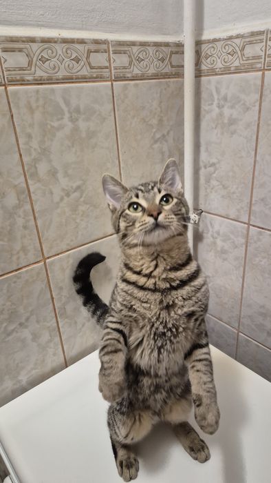 Iulian pui pisica cauta ACASA