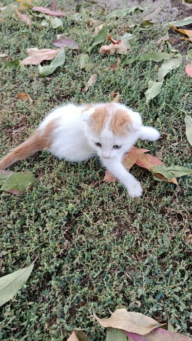 Котенок вислоухий