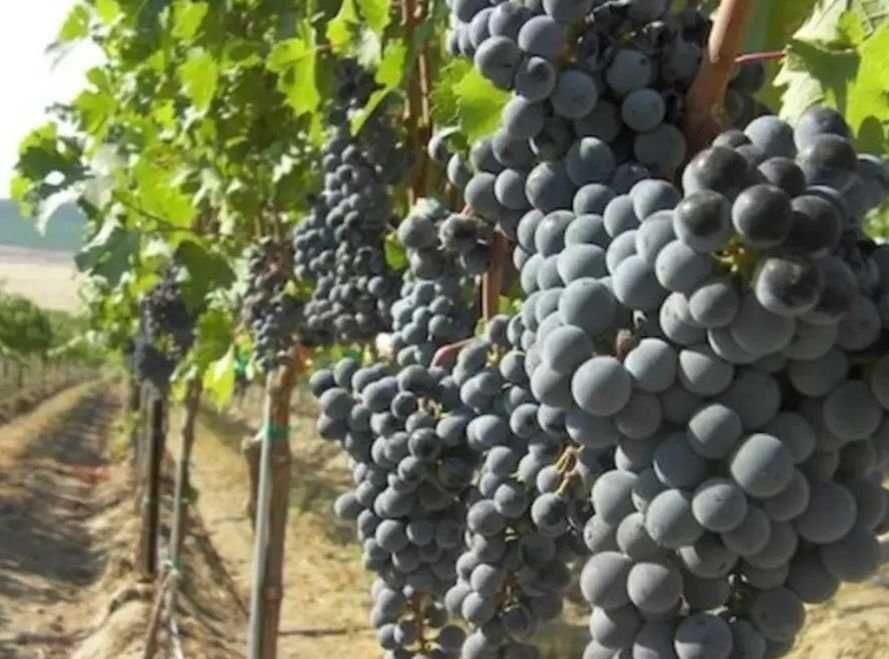 Butași viță de vie,soiuri hibrid,ananas roșu și novă albă