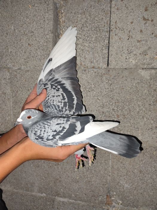 De vânzare porumbei