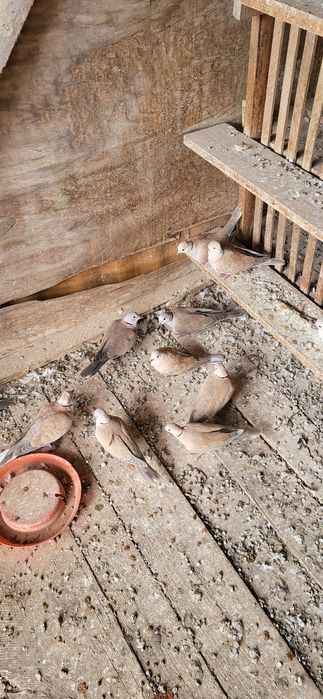 Turturele  cauta casa noua