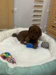 Той Пудел / Poodle Toy