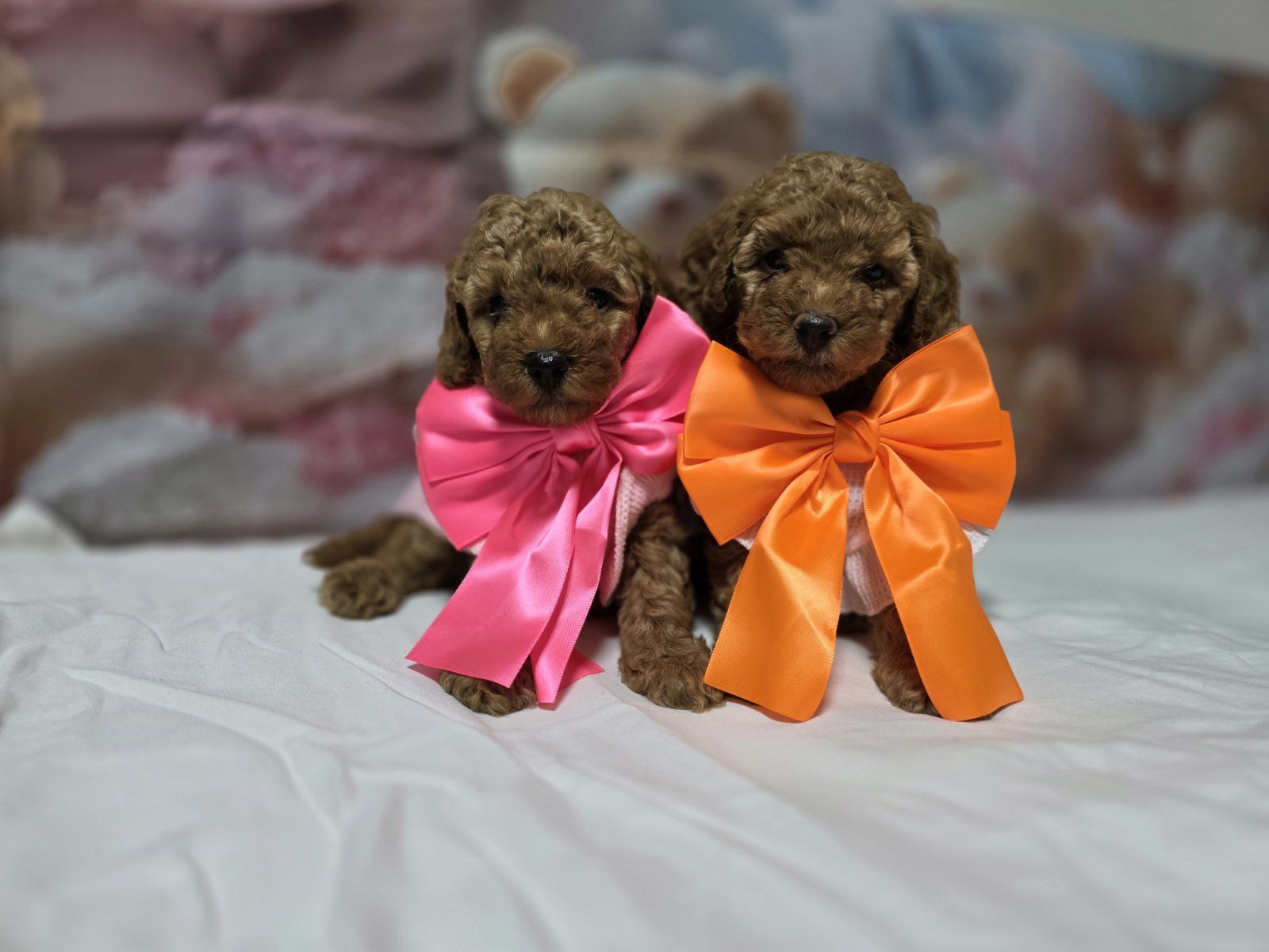 Пудел той poodle