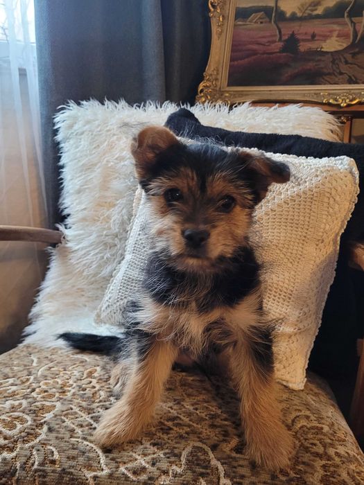 Майка Йоркширски териер с родословие, баща Померан