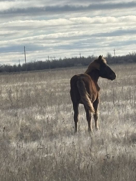 Жабағы сатылады