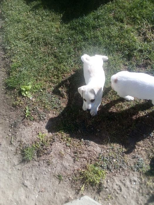 Джак Ръсел Териер