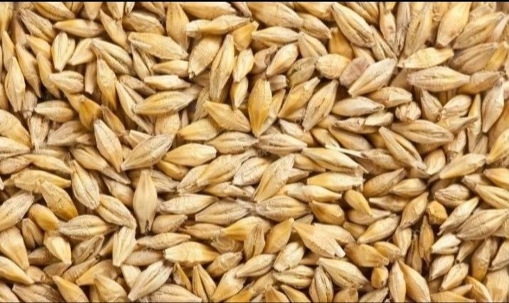 Продам ячмень сухой в мешках