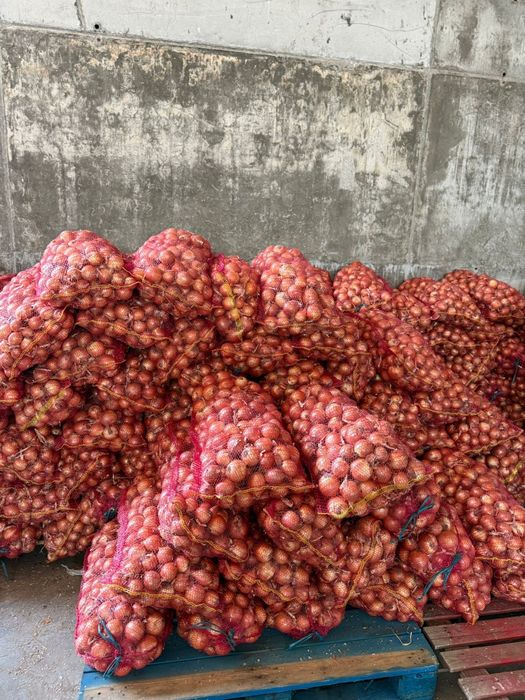 Ceapa galbena din samanta recolta 2025