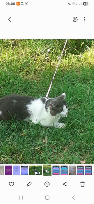 Пропала кошечка год ей домашняя стерилизованая