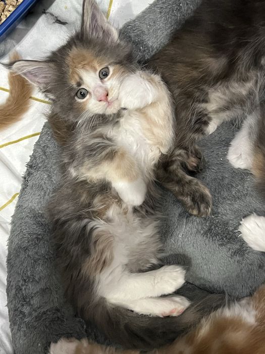 Котенок мейн кун продажа