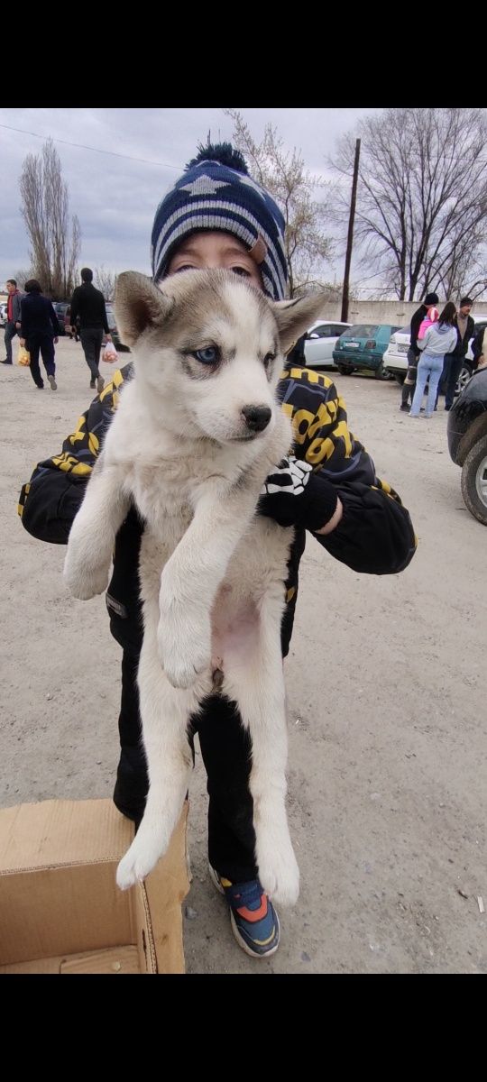 Продам щенков хаски