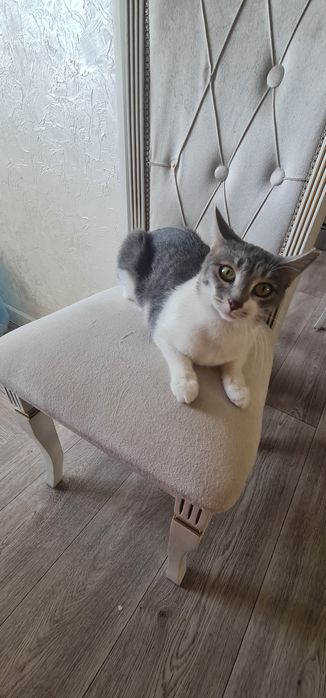 Кошка стерилизованная бесплатно